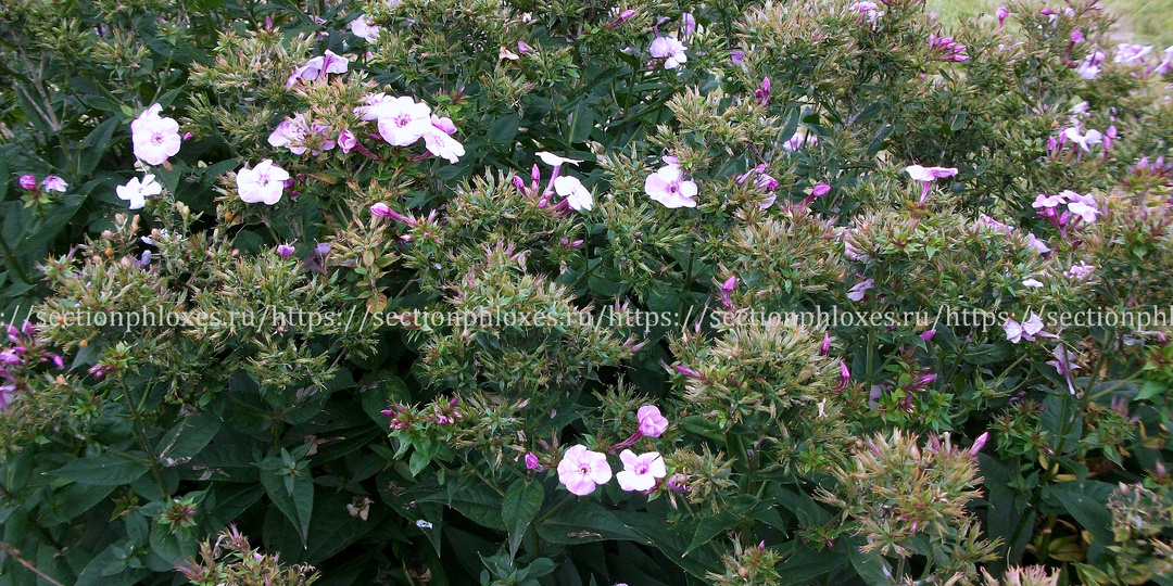 Подготовка флоксов к зиме