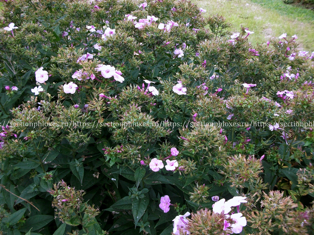 Отцветающие флоксы