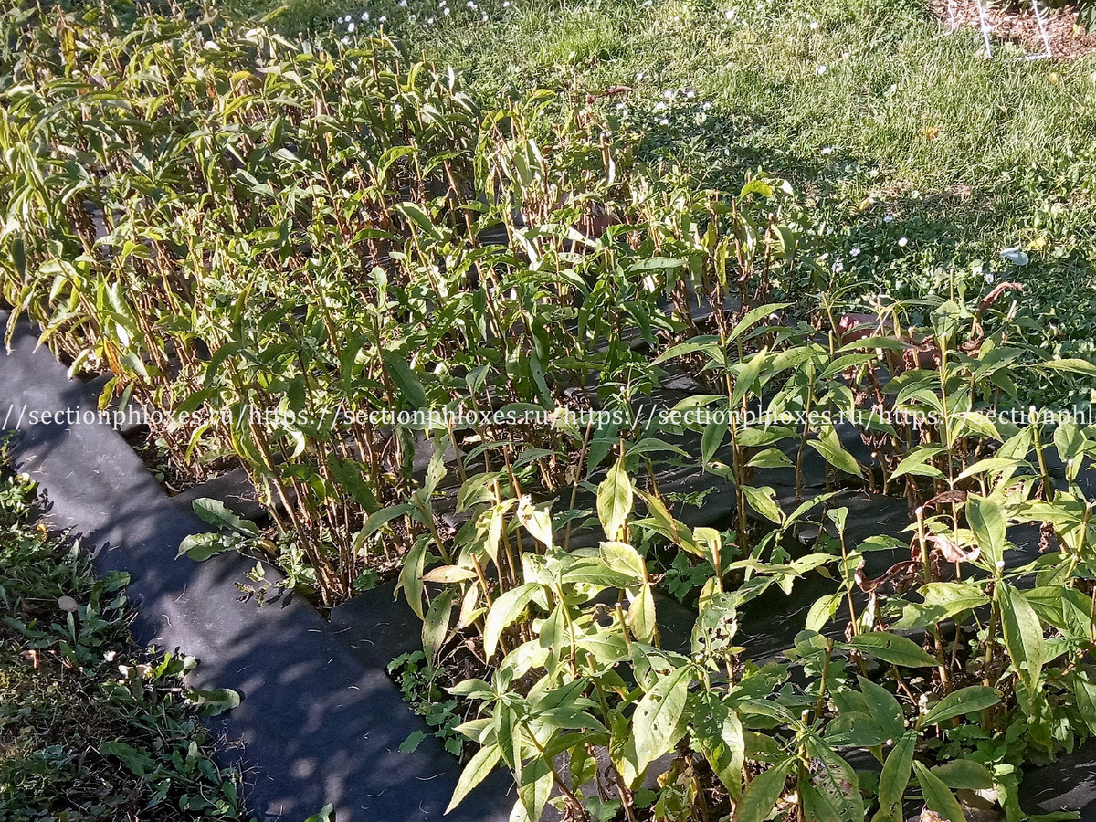 Подрезанные флоксы на половину куста