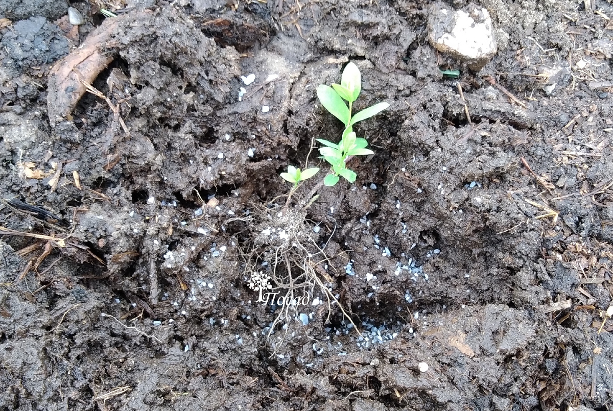 Жимолость отлично размножается черенкованием.