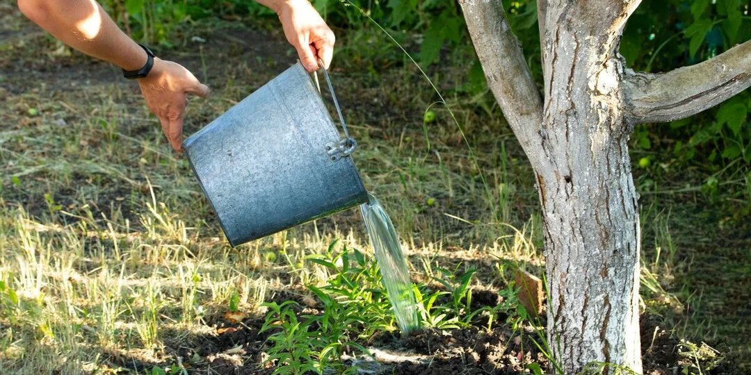 Бывалый агроном дал совет, какими шикарными удобрениями подкормить осенью деревья в саду