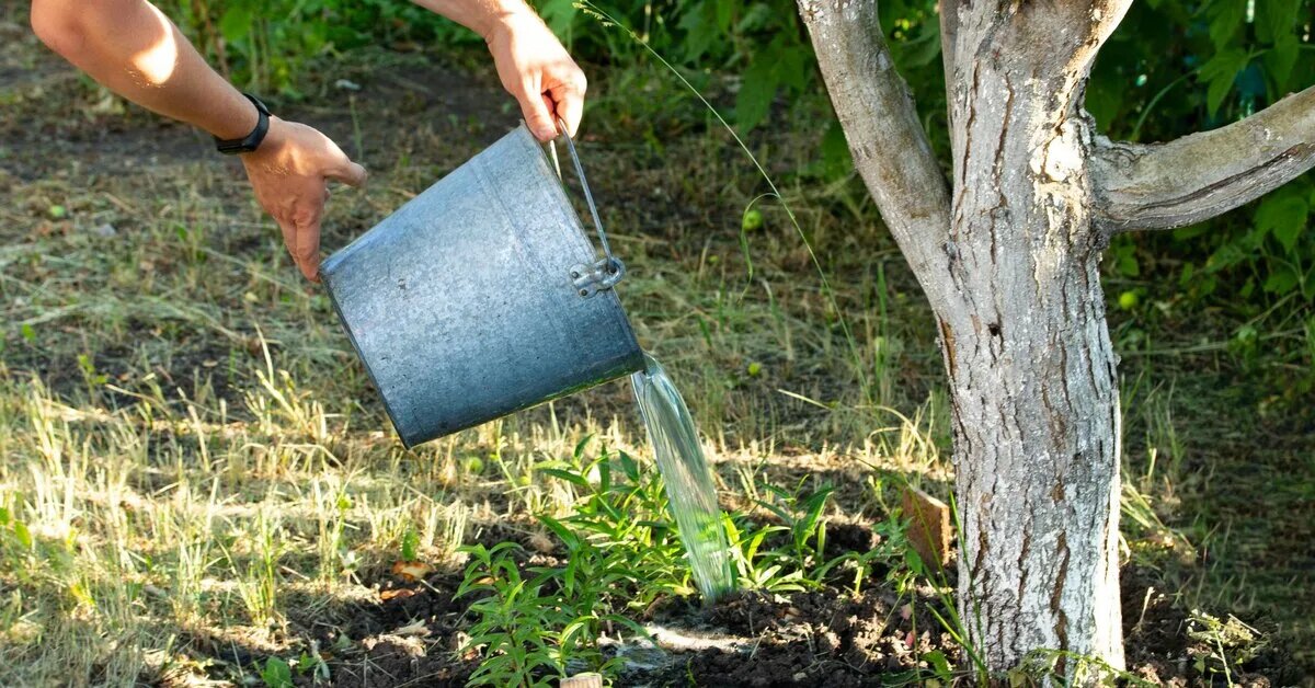 Внесение подкормки