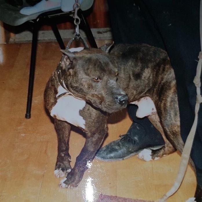 REID'S SKIPPER. R.O.M.