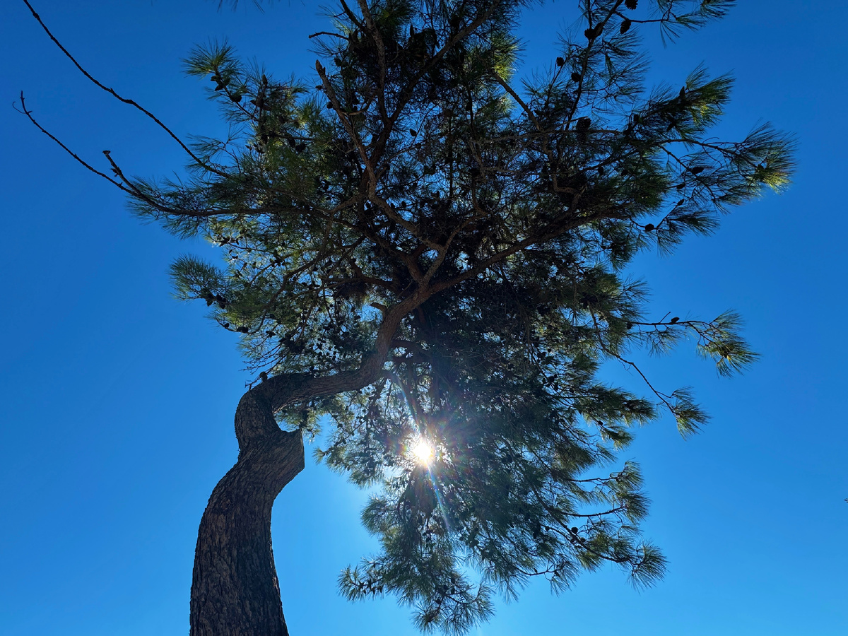 Это ароматерапия из сосновых и морских нот. Фото автора.