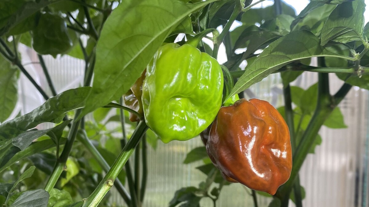 Ну разве не красавцы?!