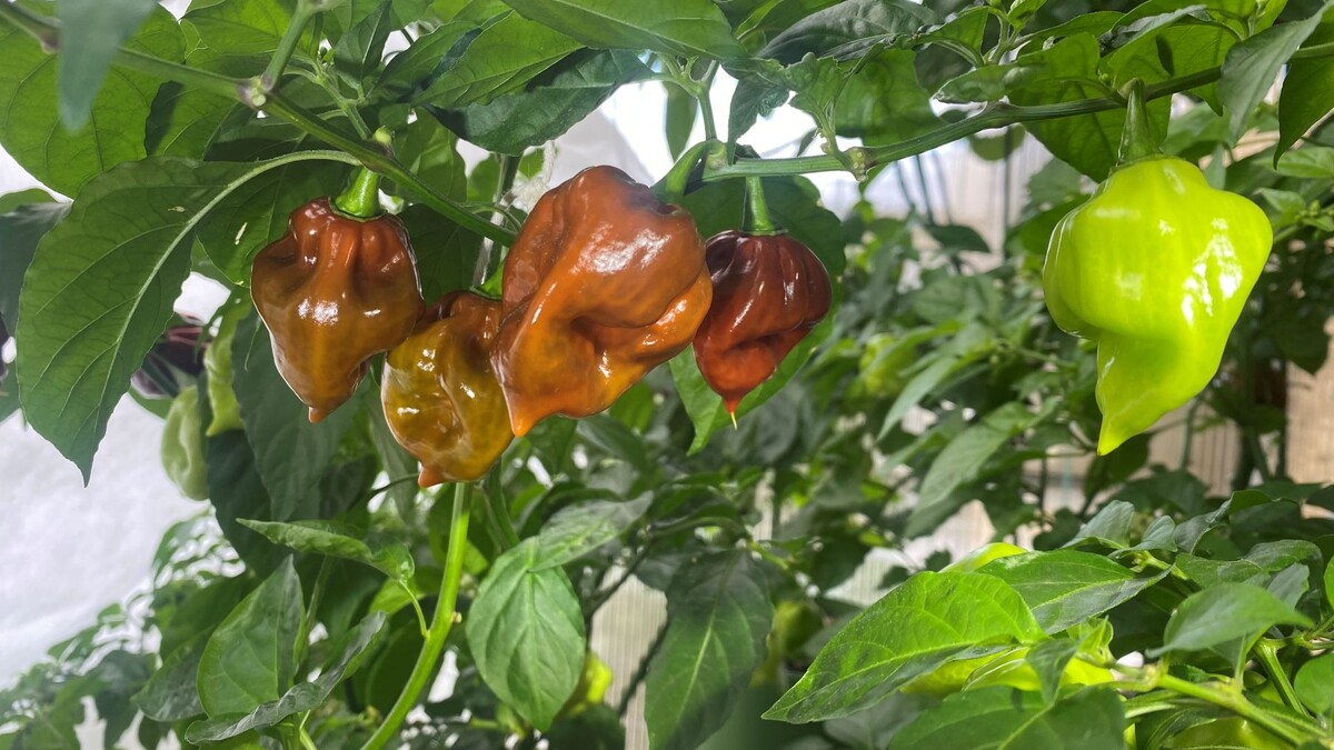 Уже скоро будет первый урожай