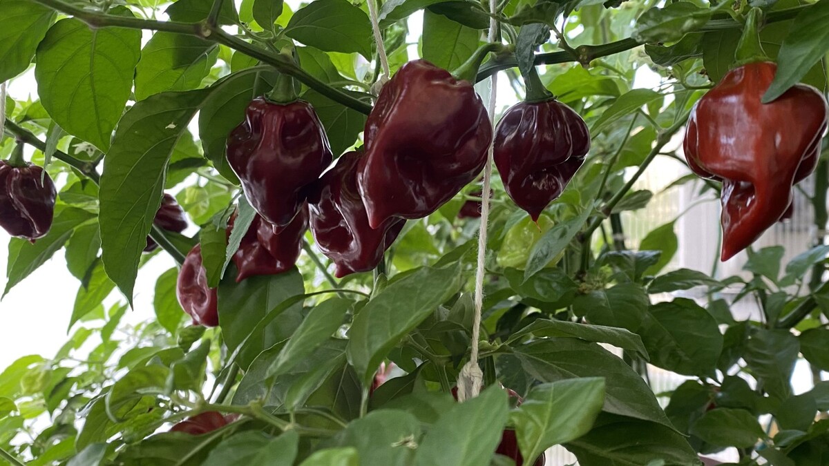 Они созрели!