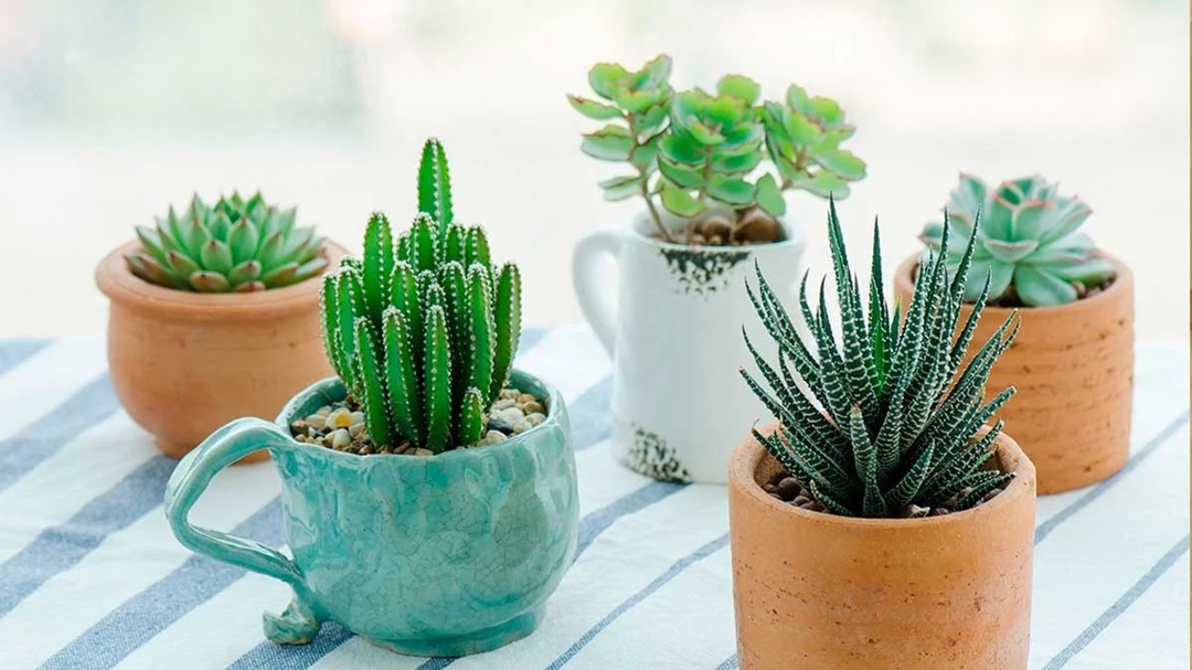 Создать карусельРастения для ленивых