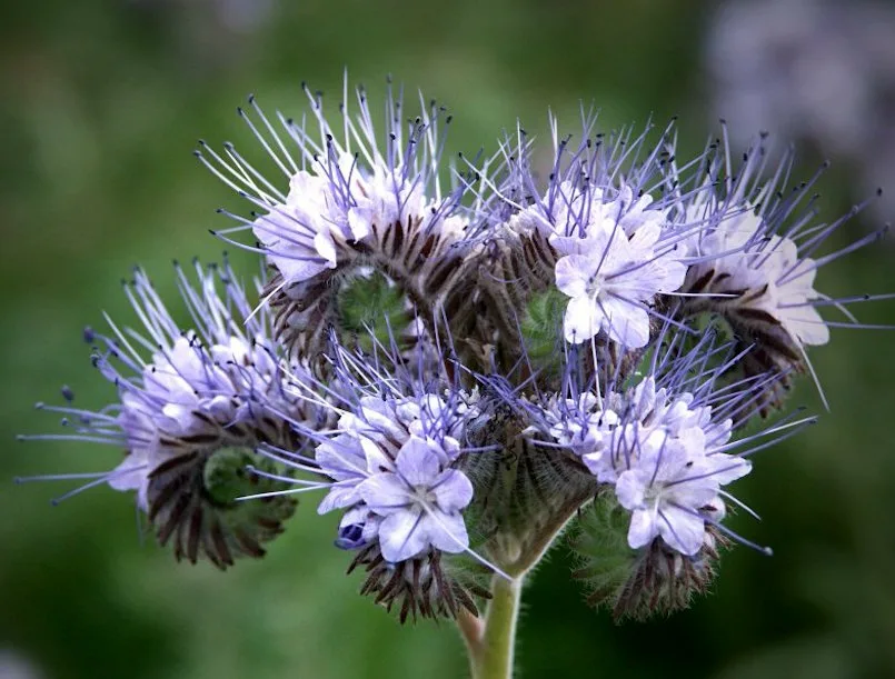 Фацелия - и цветет красиво, и полезная