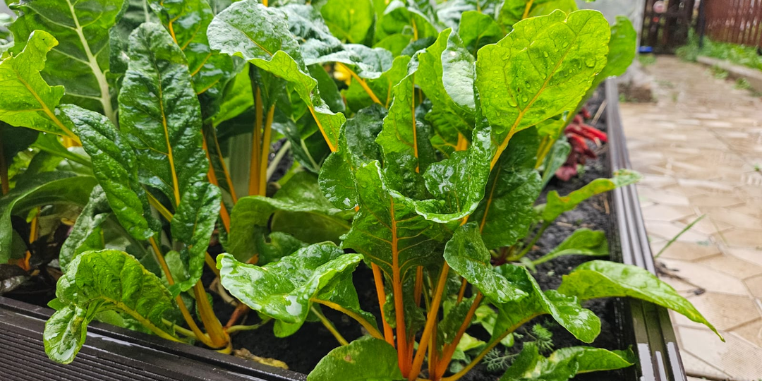 Не буду сеять сидераты: отказался от модного способа улучшить землю на участке