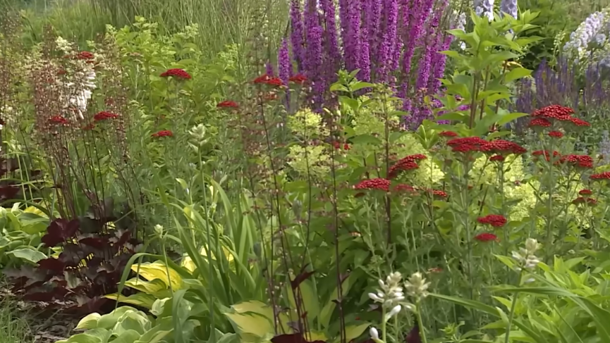 Высаживаю 7 неприхотливых цветов для ленивых дачников в октябре. Летом клумба зацветет без хлопот и подкормок