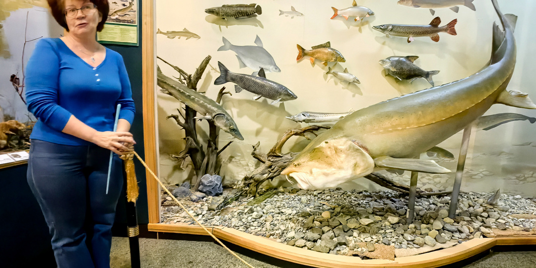 Калуга — гигантская рыба из Амура, которую мы почти потеряли