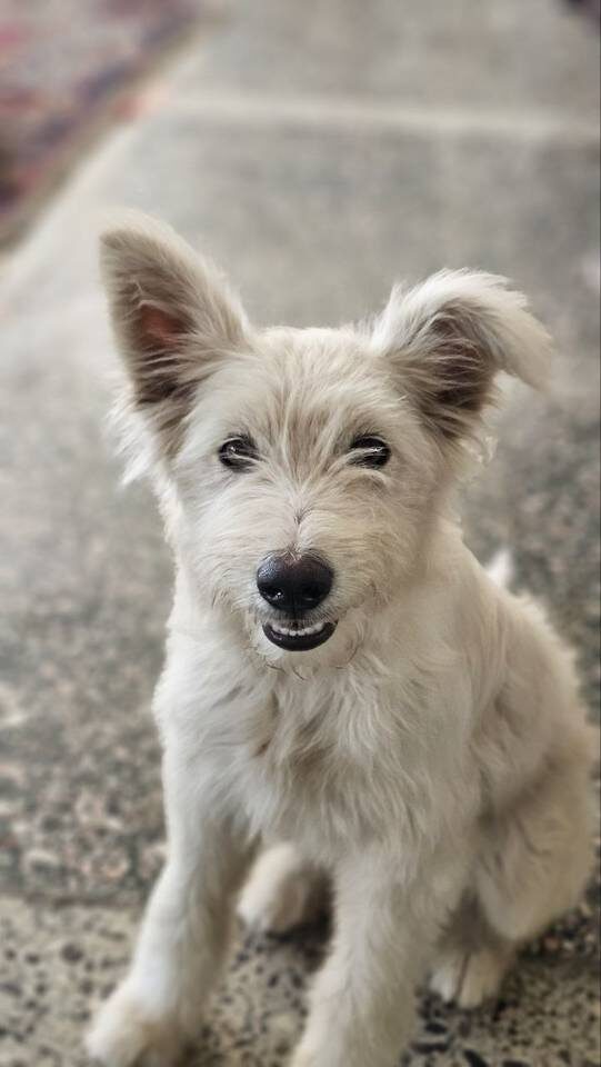    Фото: Зооцентр "Дино"