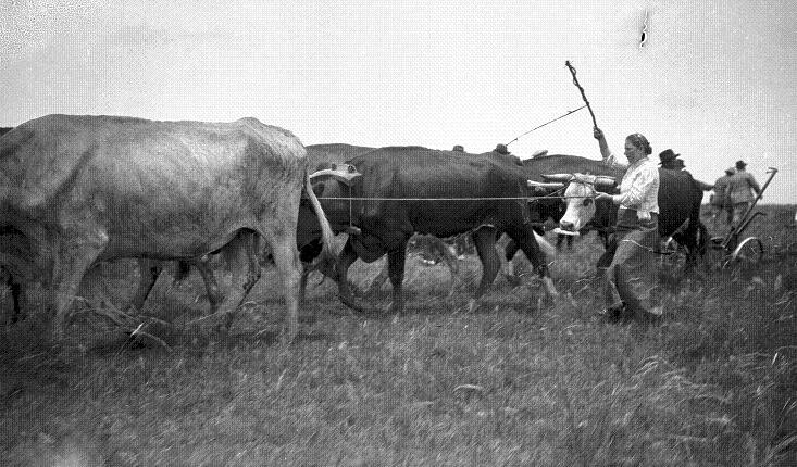 Обработка полей первыми переселенцами в Сан-Хавьер