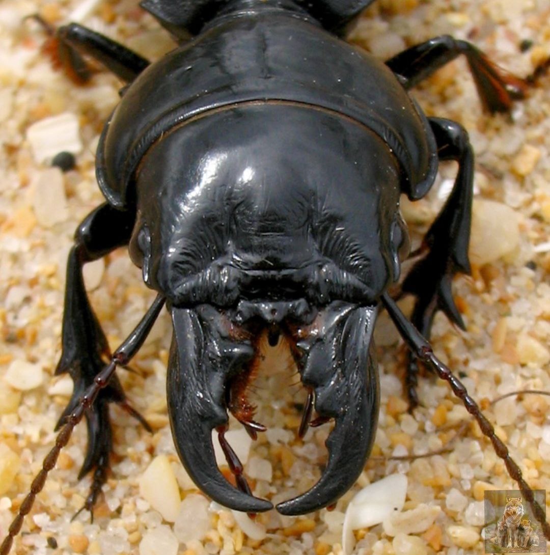 Я сегодня ночью на посту. Всех вредителей сколько смогу сожру