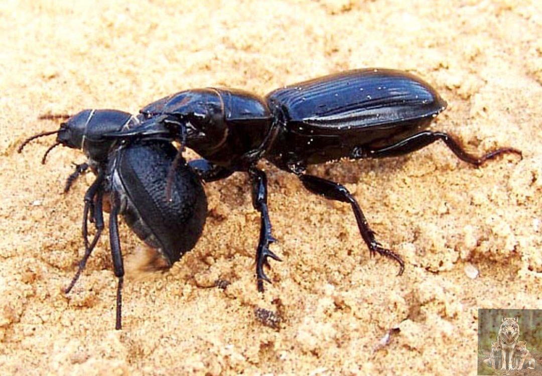 Это ты мои грядки топтал значит. Теперь я утромбоую тебя в себя