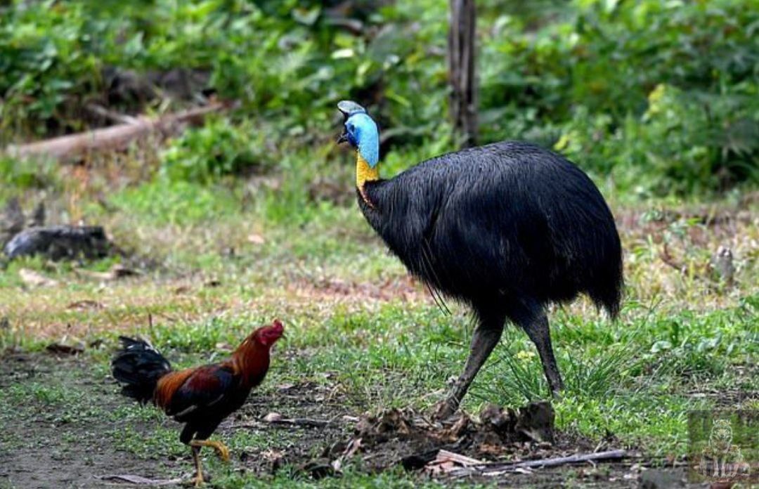 Петя, что то рано ты в свои силы поверил. Давай гуляй пока отсюда