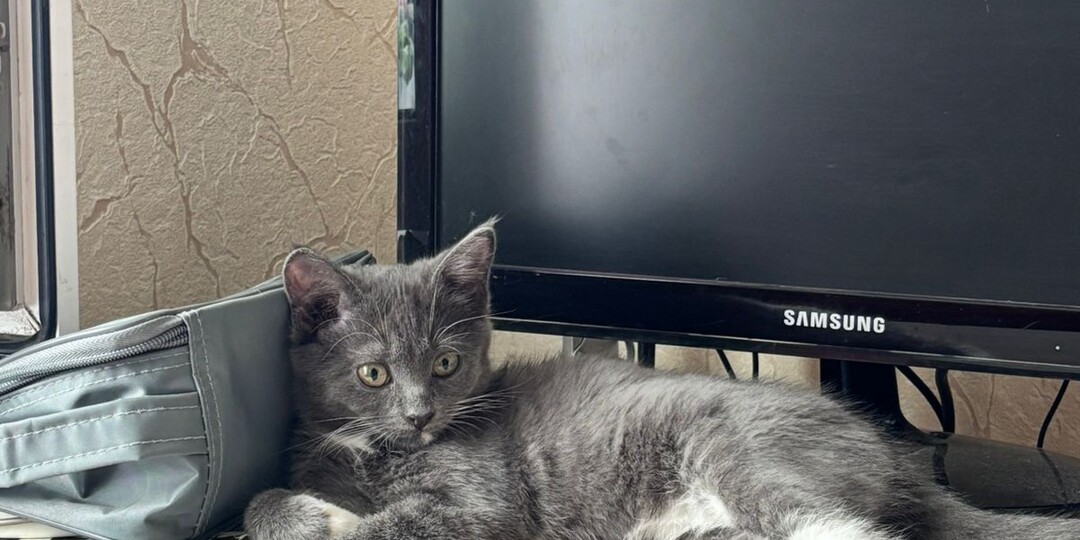 Котята с военного полигона. Приветы от сестёр Севы