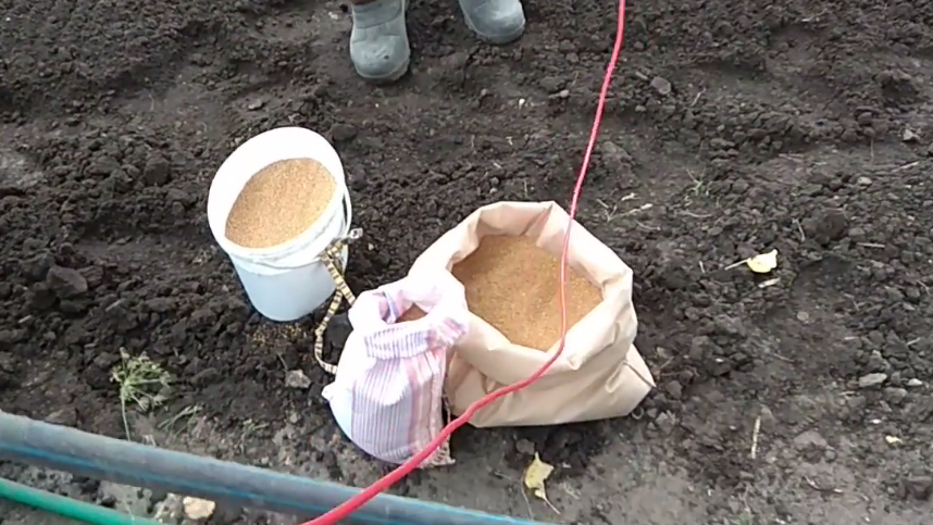 Выращиваю быстрые сидераты без лишних хлопот. 5 принципов работают даже на истощенной почве