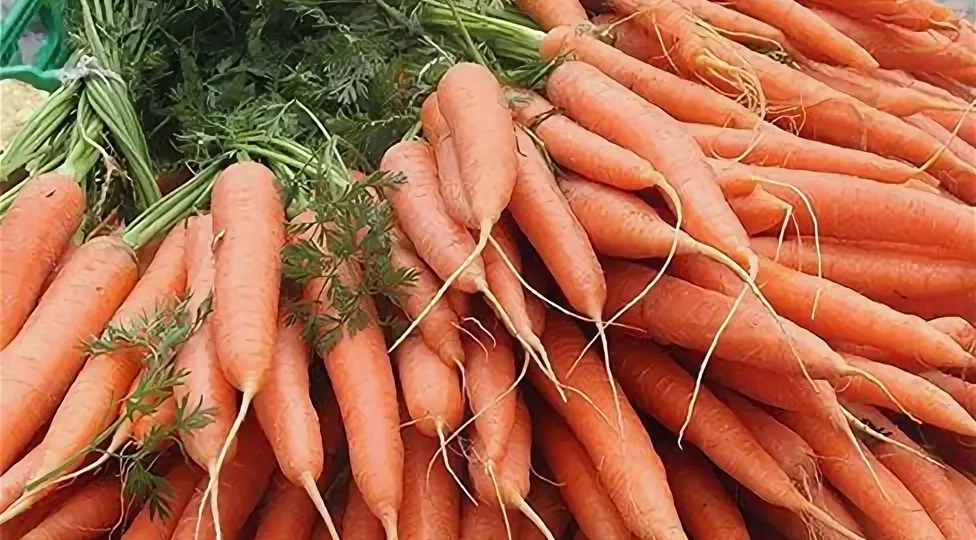 Жаль, что поздно узнала об этих сортах моркови с длительным хранением и урожайных теперь буду высевать только их