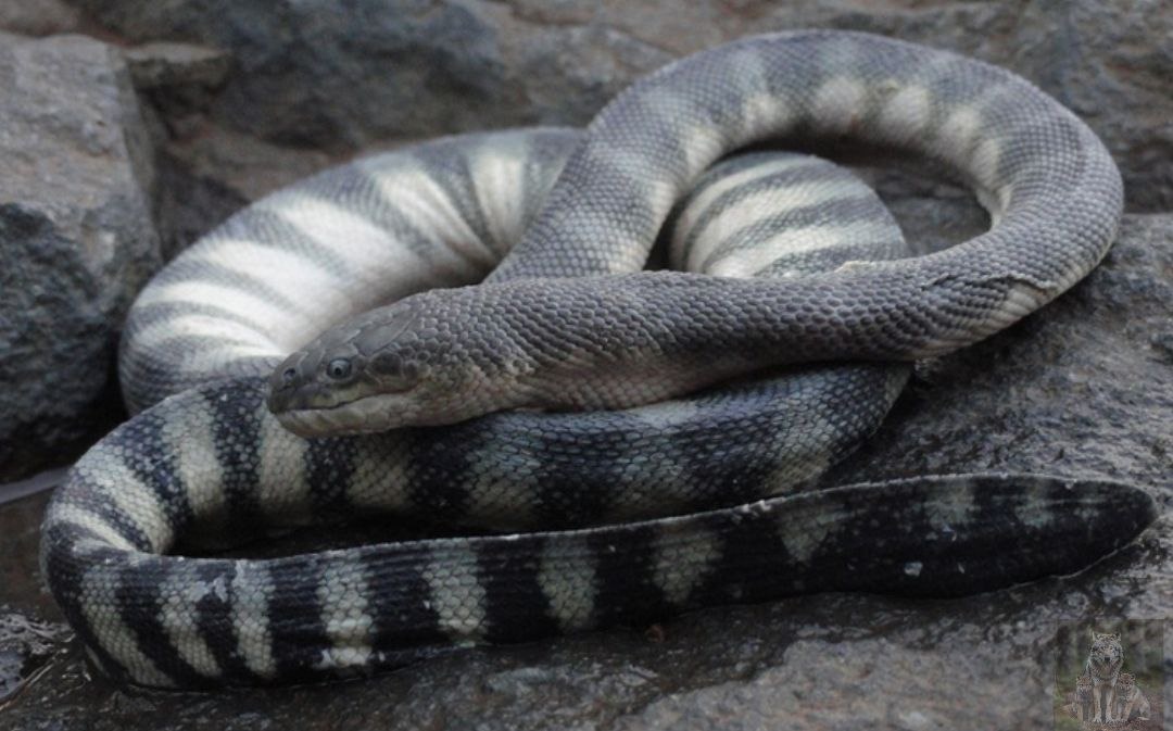 Грустно мне. Давно что то я никого не кусала