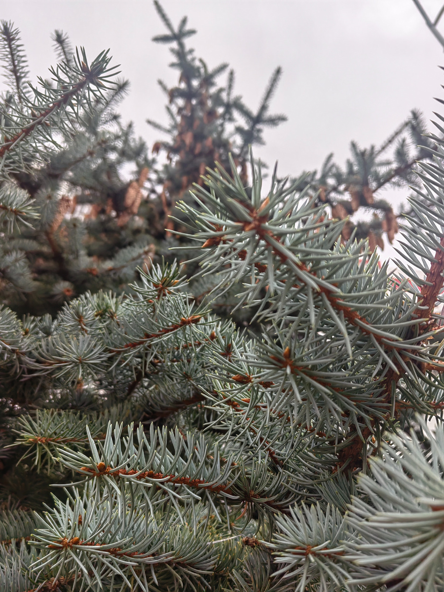 Острые иголки. Ох, не люблю, когда горло болит