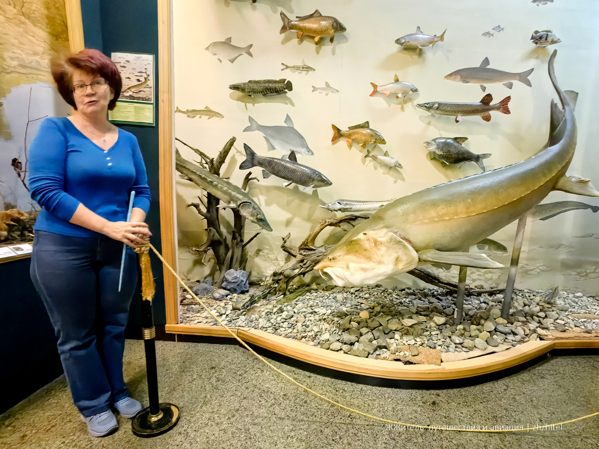 Калуга в музее в Хабаровске