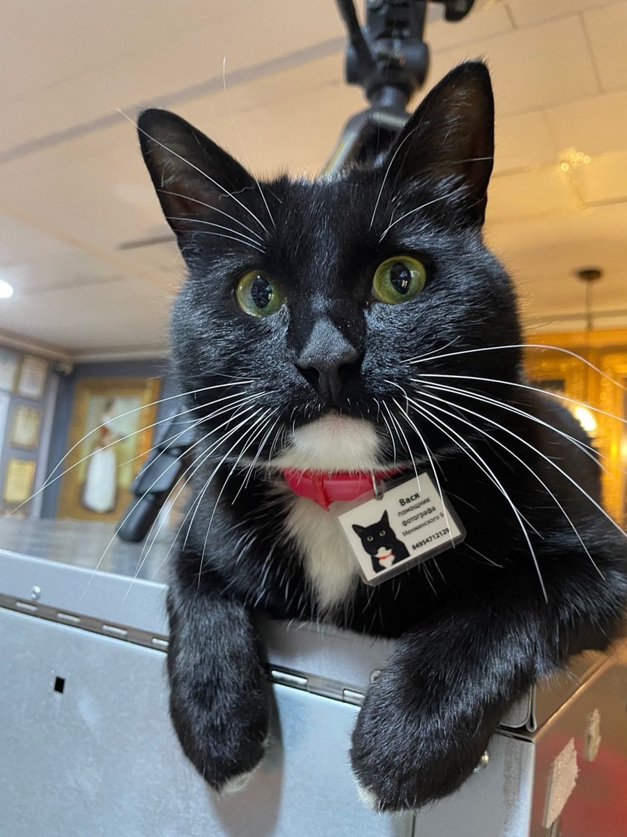 У кота на шее был бейджик