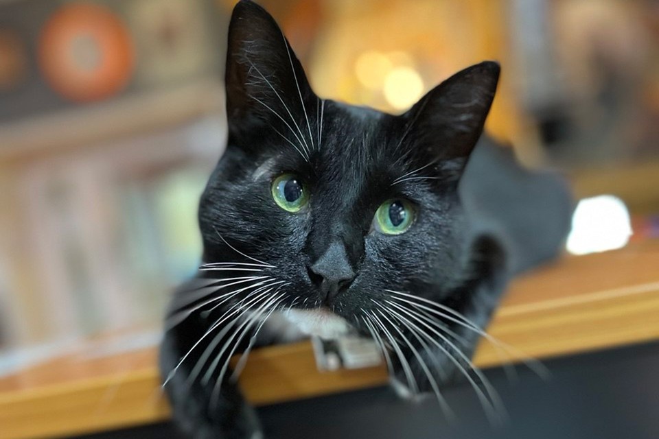 Дети забили камнями кота, который жил в фотостудии