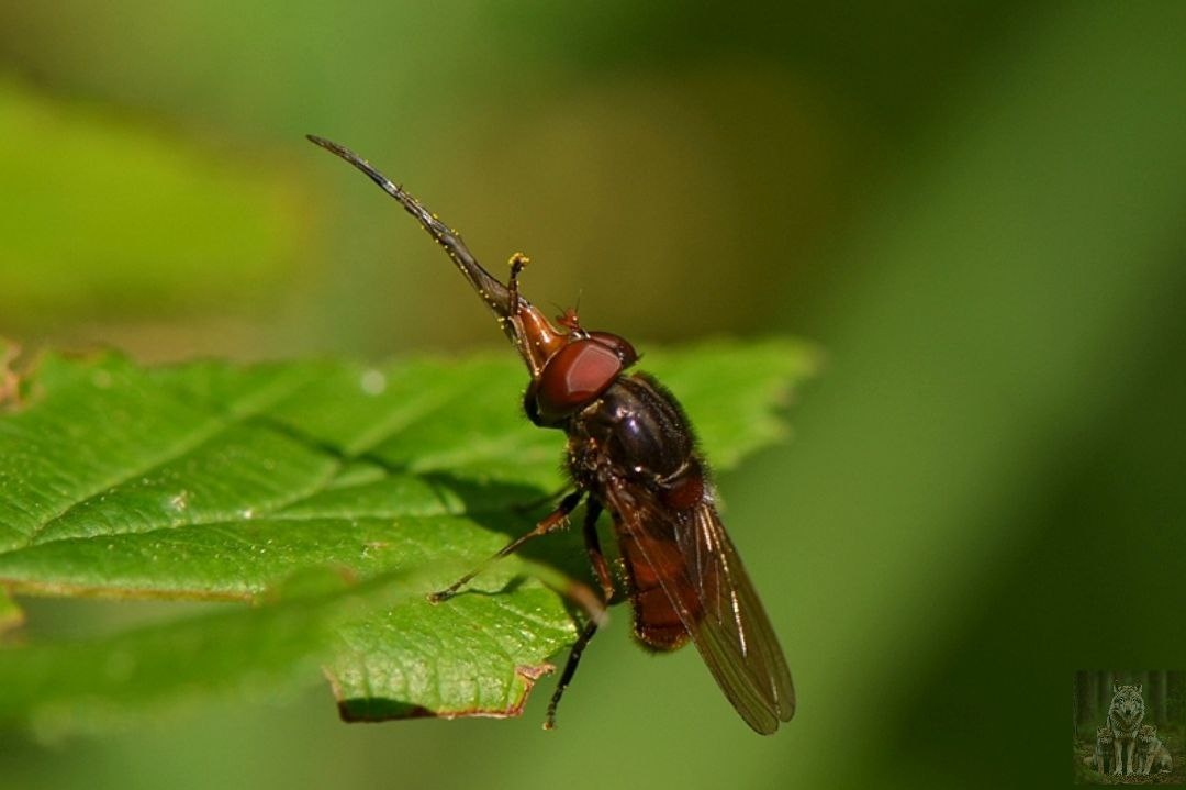 Вот такой длинный инструмент у них для поглащения нектара
