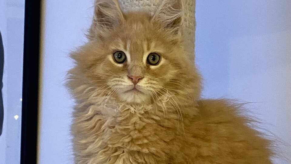 О кастрации до полового созревания.