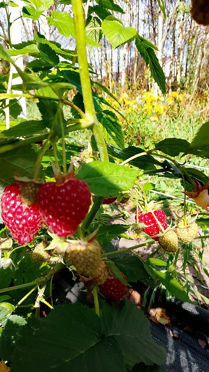 Нижегородец