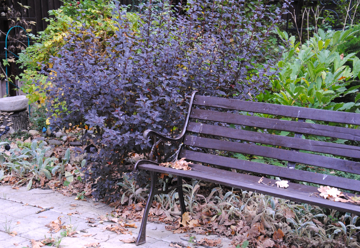 Сентябрь 2025 в моем саду