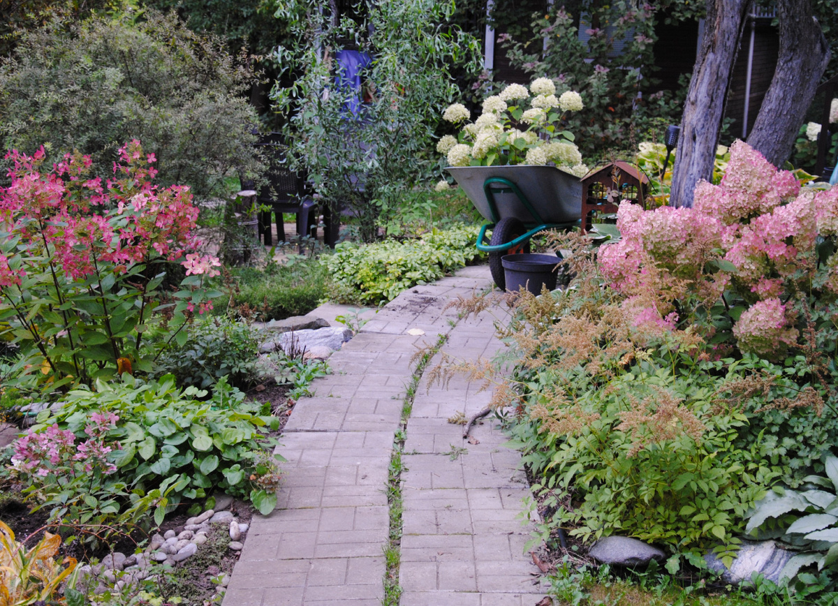 Сентябрь 2025 в моем саду