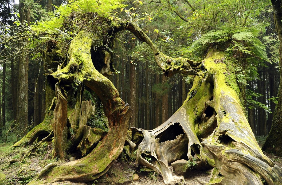 Лес Хойя-бачу в Трансильвании. Увидев такое, поверишь и в лешего, и в русалку, и в инопланетных захватчиков - во все разом.