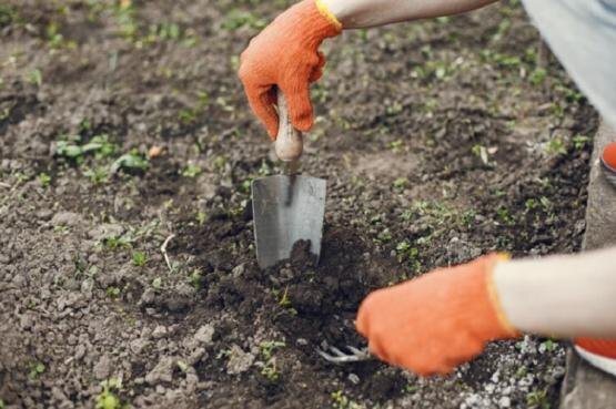 Что можно посадить под зиму в огороде