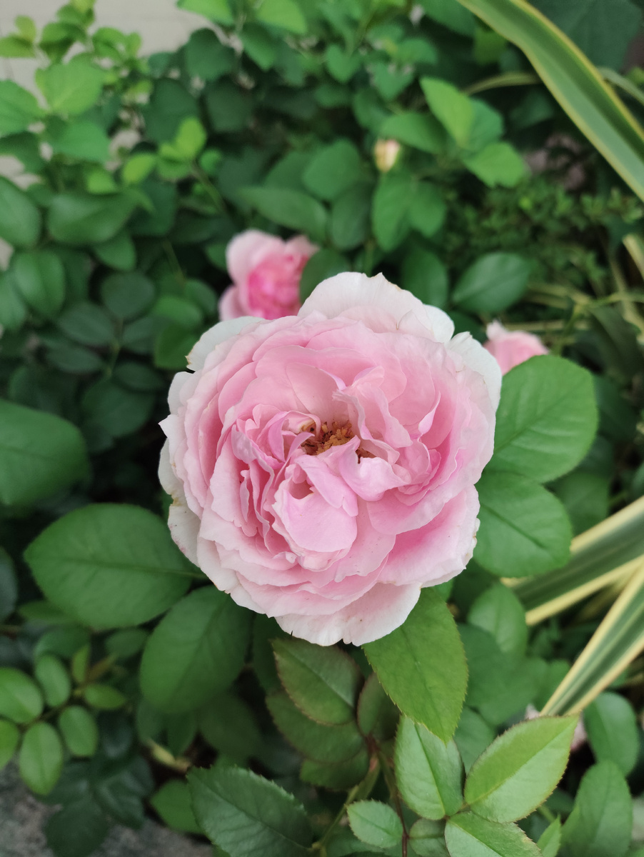 Укрытие роз на зиму