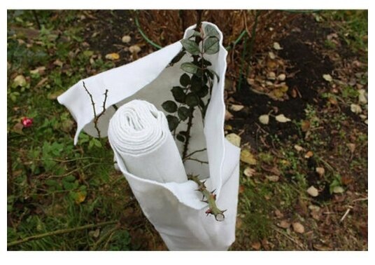 Укрытие роз на зиму