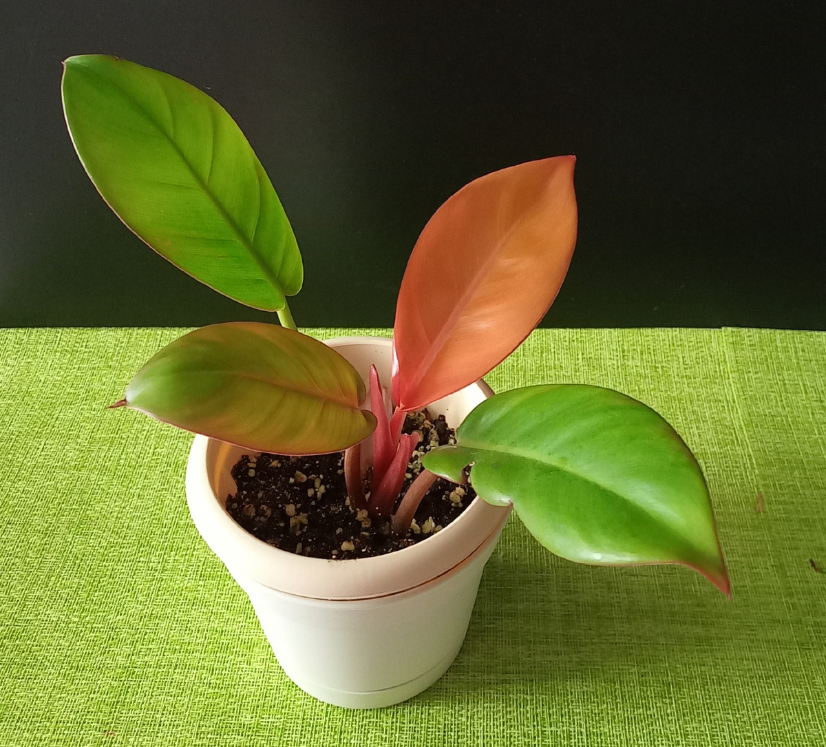 Фитильный полив для филодендрона Разбираем плюсы и минусы