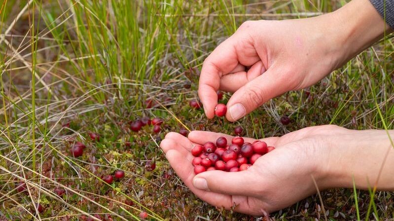    Фото: VL Studio / Shutterstock / Fotodom