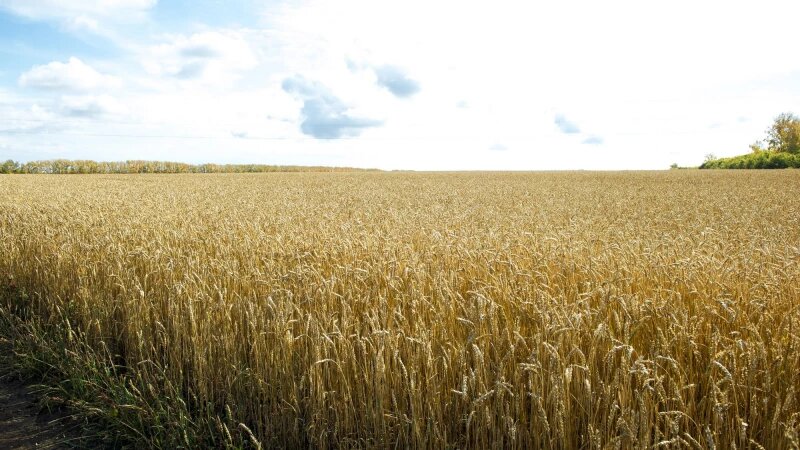     Пшеница Анна Зайкова