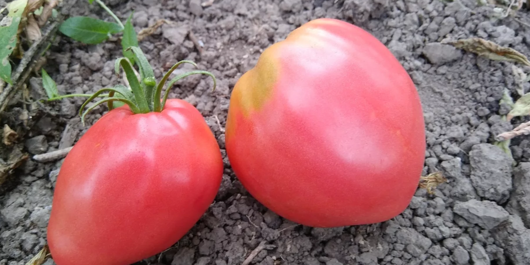 Крупнее томатов я не видел: плоды по 1,3-1,5 кг каждый. 7 сортов, которые я точно посажу в 2026 году