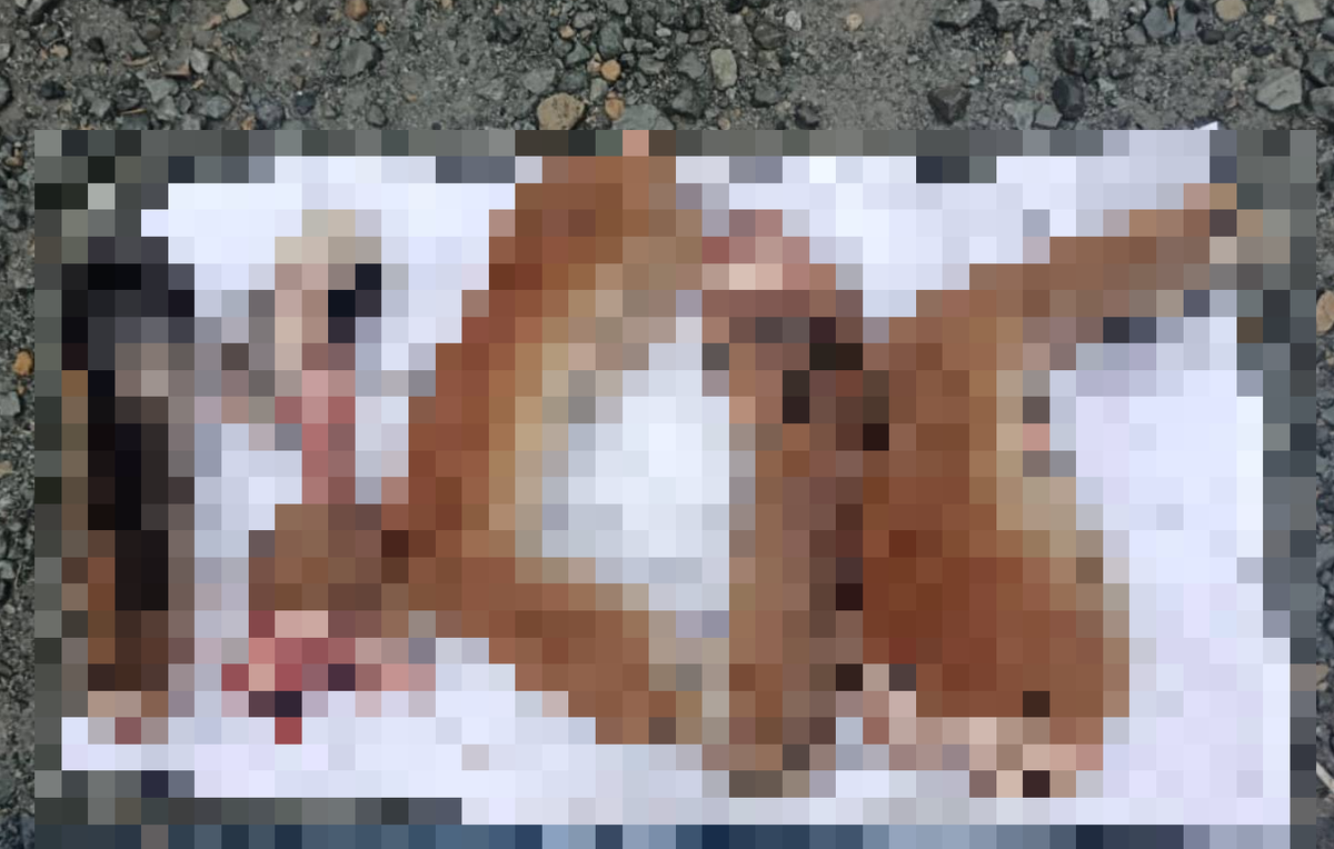 Telegram-канал прокуратуры Приморского края