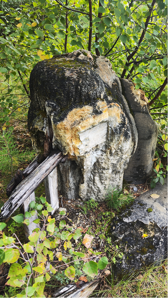 Фрагмент заборчика ограждения скважины, частично поглощенный травертинами. На первом плане виден отпечаток истлевшей доски