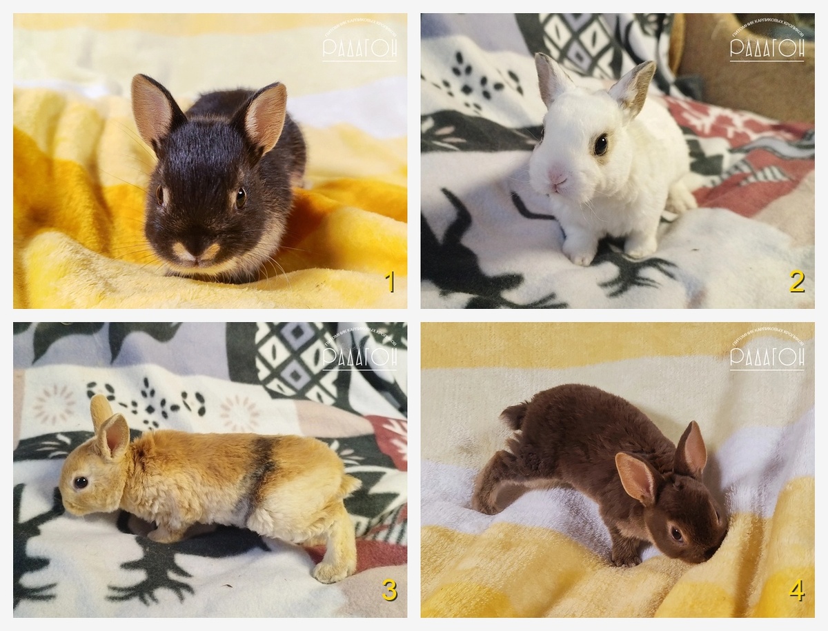 Кролик 1 - Порода: Немецкий цветной карлик, Окрас: Черный оттер, Пол: Самка, Возраст: 29 дней, Цена: 12000 руб.
Кролик 2 - Порода: Карликовый рекс, Окрас: Чарли агути, Пол: Самец, Возраст: 30 дней, Цена: 5000 руб.
Кролик 3 - Порода: Карликовый рекс, Окрас: Японский, Пол: Неизвестно, Возраст: 30 дней, Цена: 3500 руб.
Кролик 4 - Порода: Карликовый рекс, Окрас: Гавана оттер, Пол: Самец, Возраст: 1 месяц, Цена: 9000 руб.