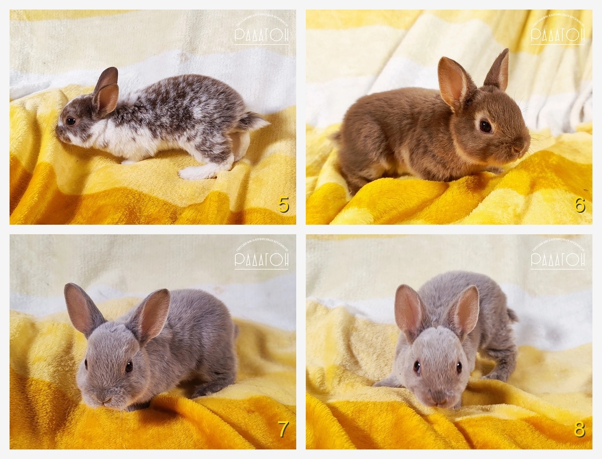 Кролик 5 - Порода: Карликовый рекс, Окрас: Гавана оттер пятнистый, Пол: Самец, Возраст: 1 месяц, Цена: 7000 руб.
Кролик 6 - Порода: Карликовый рекс, Окрас: Гавана оттер, Пол: Самец, Возраст: 1 месяц, Цена: 7000 руб.
Кролик 7 - Порода: Карликовый рекс, Окрас: Лиловый оттер, Пол: Самец, Возраст: 1 месяц, Цена: 8000 руб.
Кролик 8 - Порода: Карликовый рекс, Окрас: Лиловый белоостевой, Пол: Самец, Возраст: 1 месяц, Цена: 7000 руб.