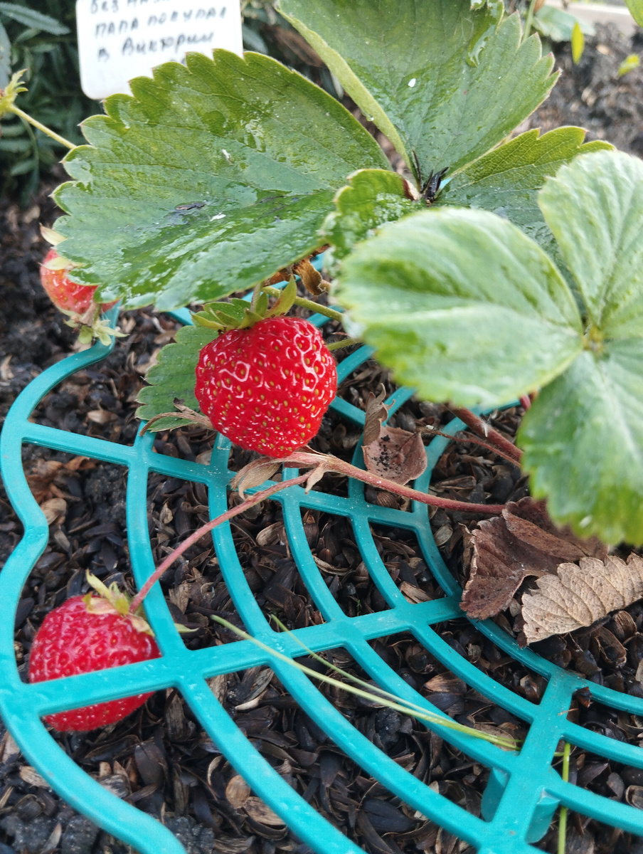 И это тоже🍓