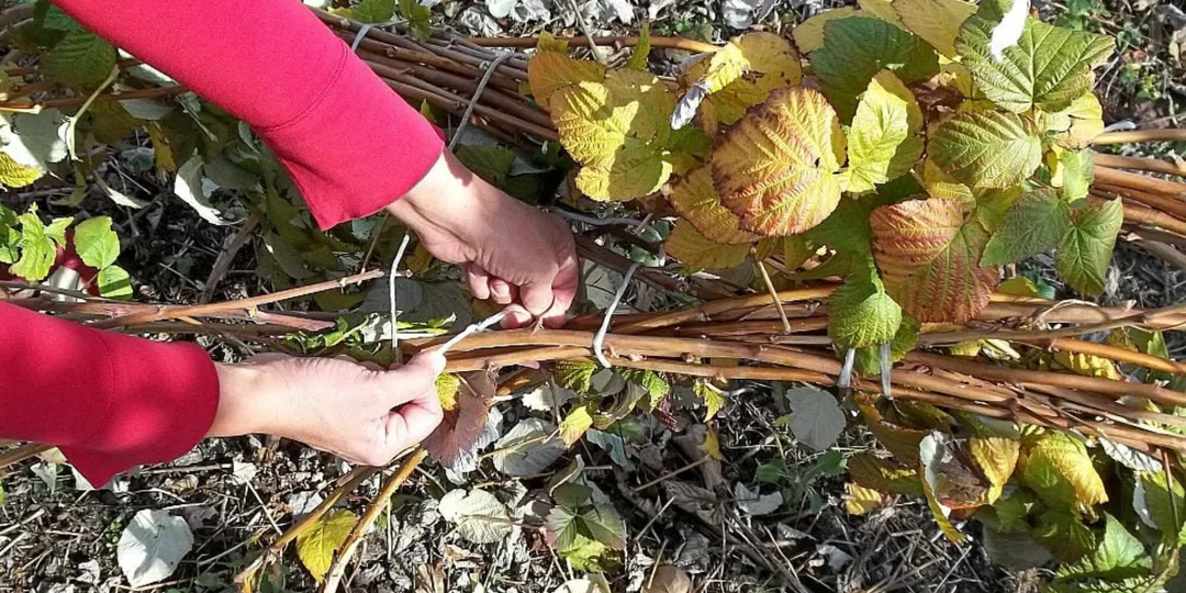 Чтобы ветви малины ломились от тяжести ягод, в октябре-ноябре провожу 5 обязательных работ