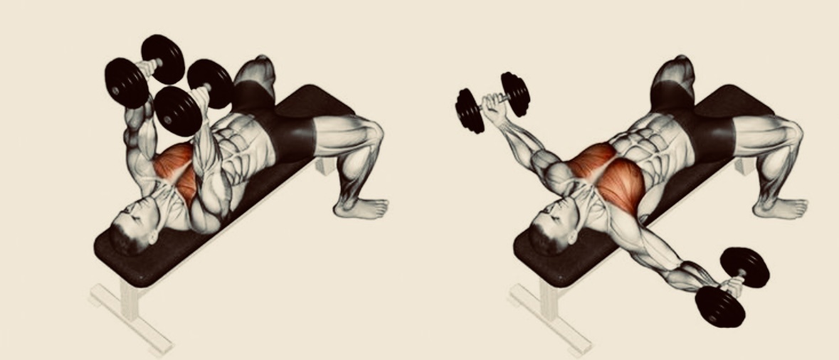 Наглядный пример выполнения сведения рук гантелями 