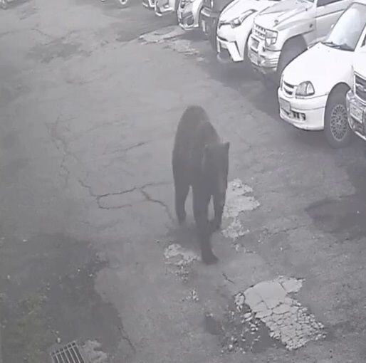    Кадр из видео